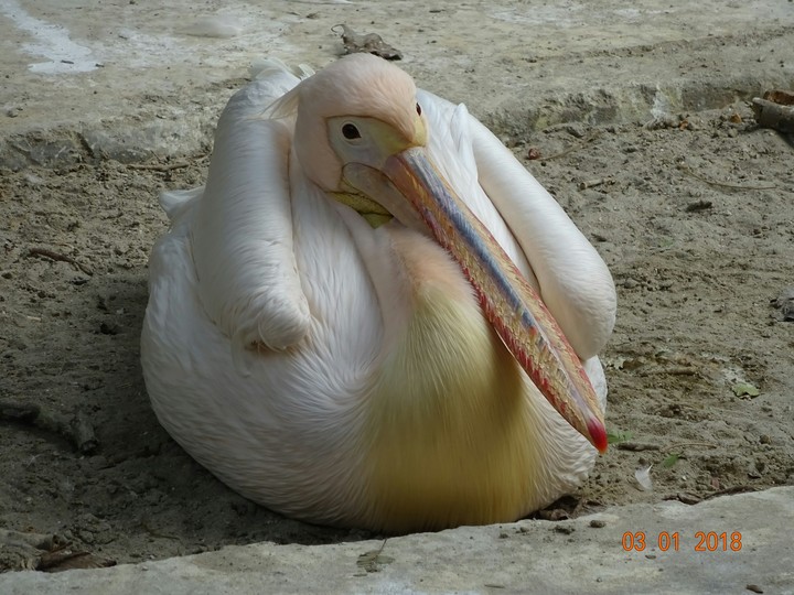 pelican