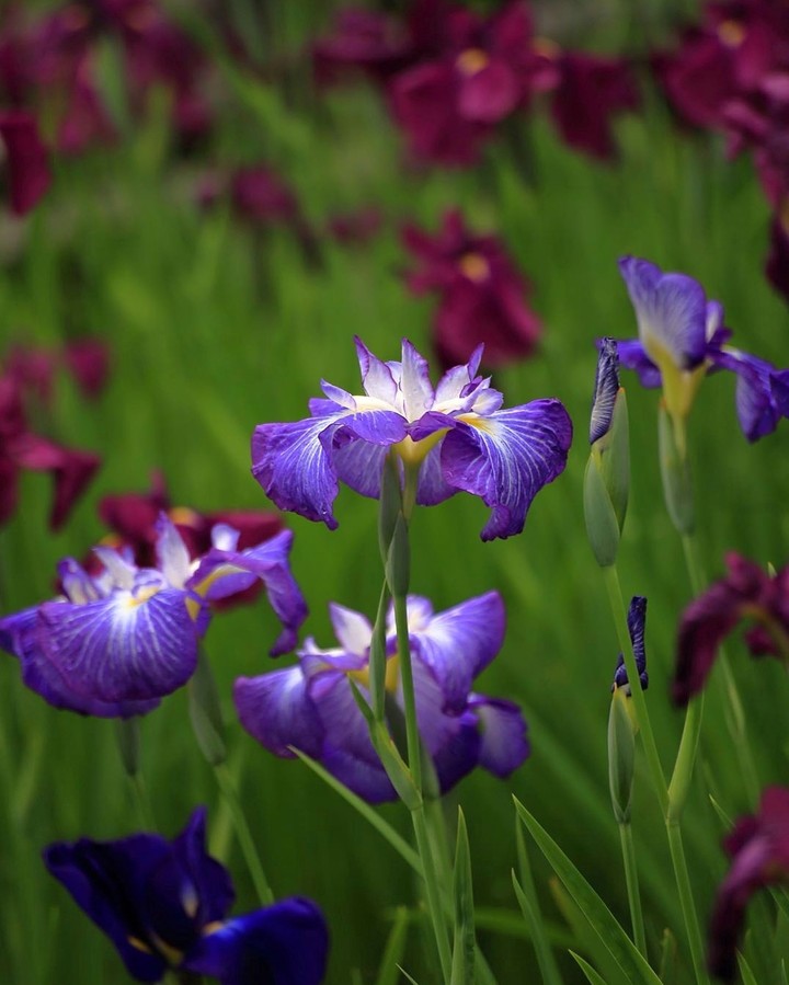 Iris