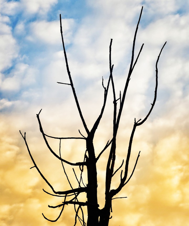 Branches Photography