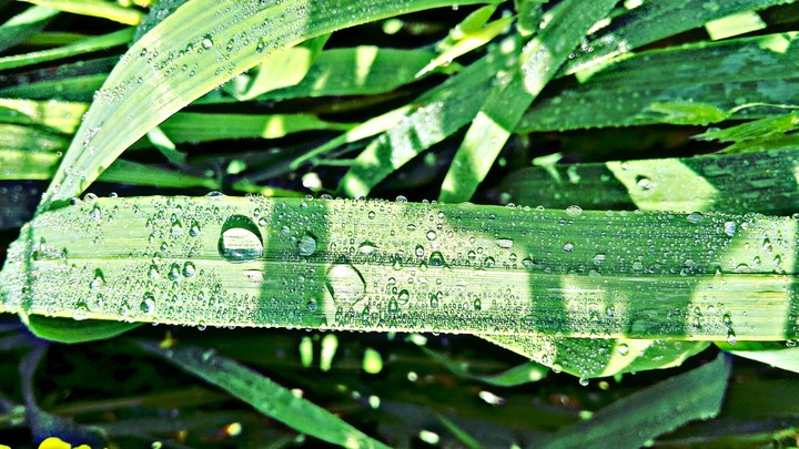 dew drops
