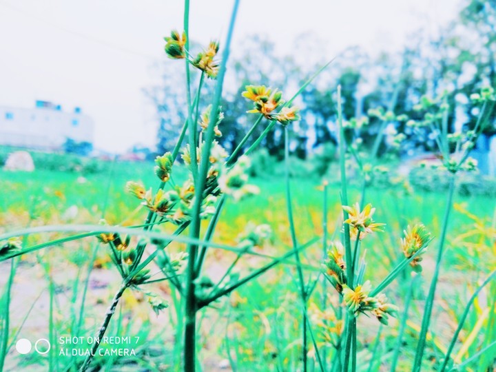 Grass
