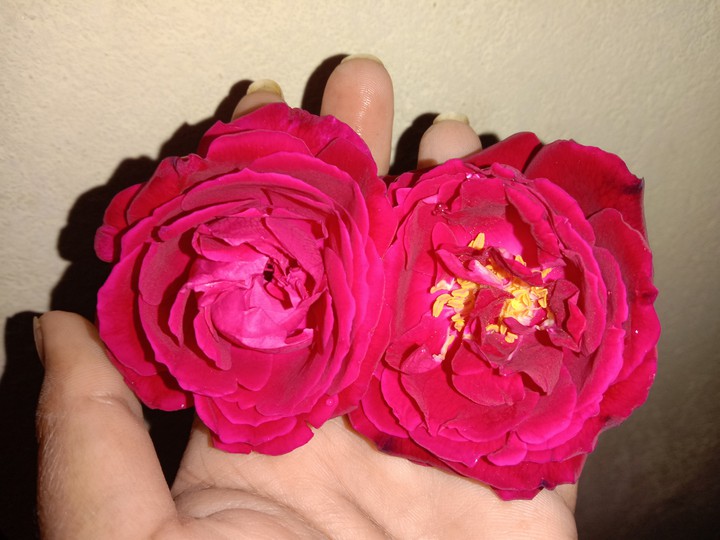 rose