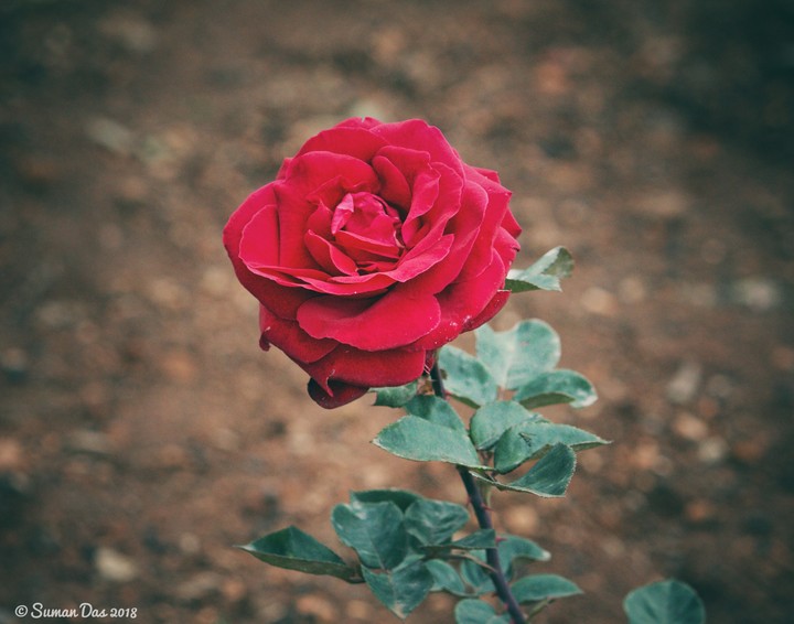 Red rose