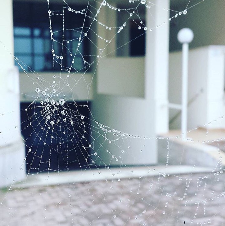 Spiderweb