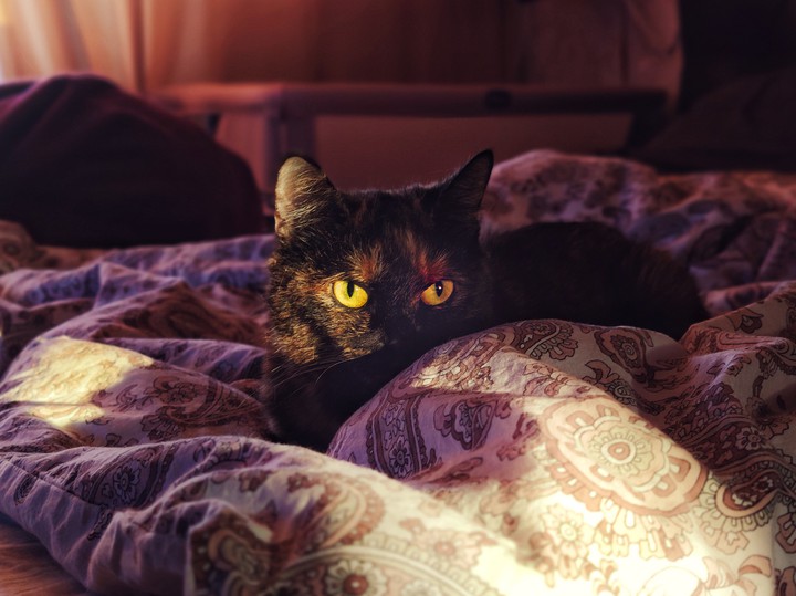 Cat eyes