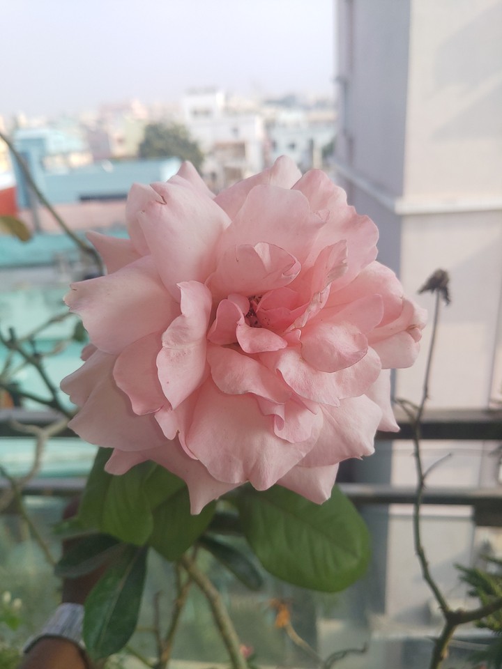 pink rose