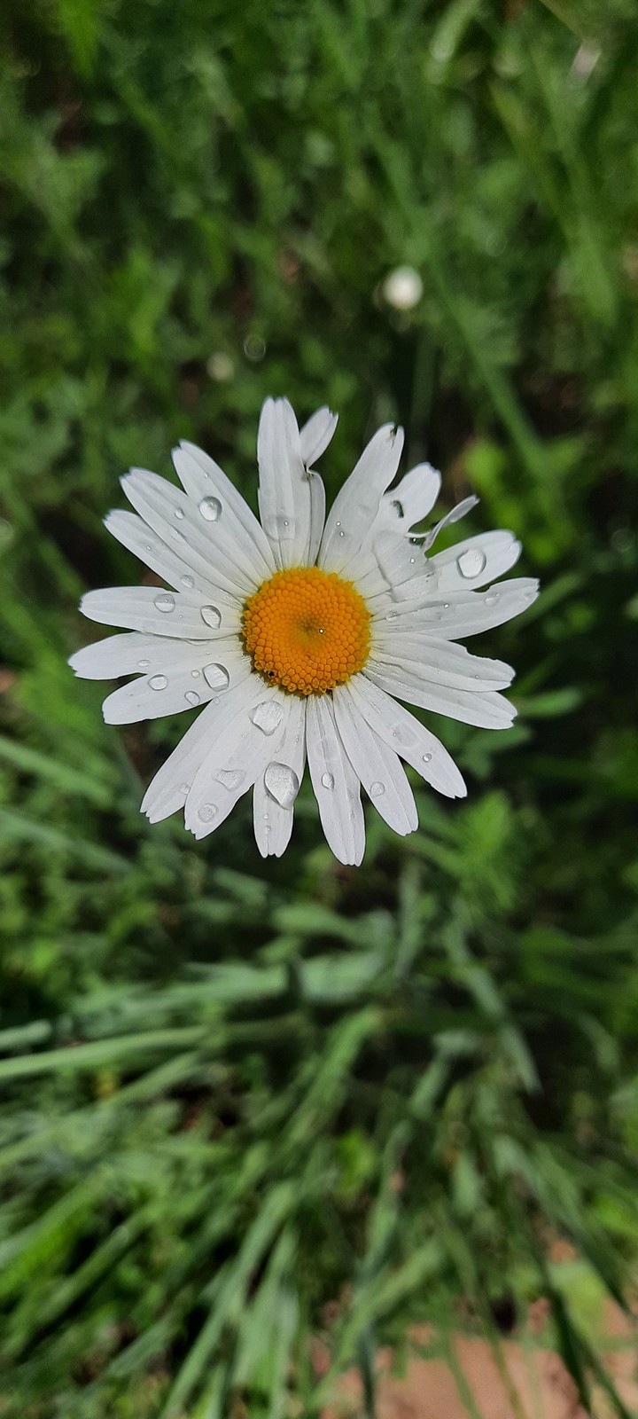 Mademoiselle Daisy