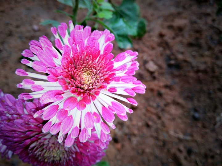 flowerclik