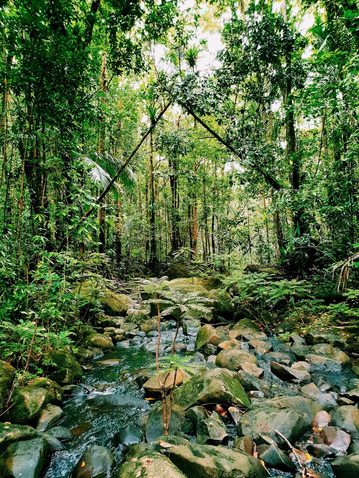 Jungle