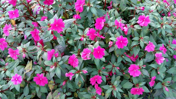 Cute Flowers