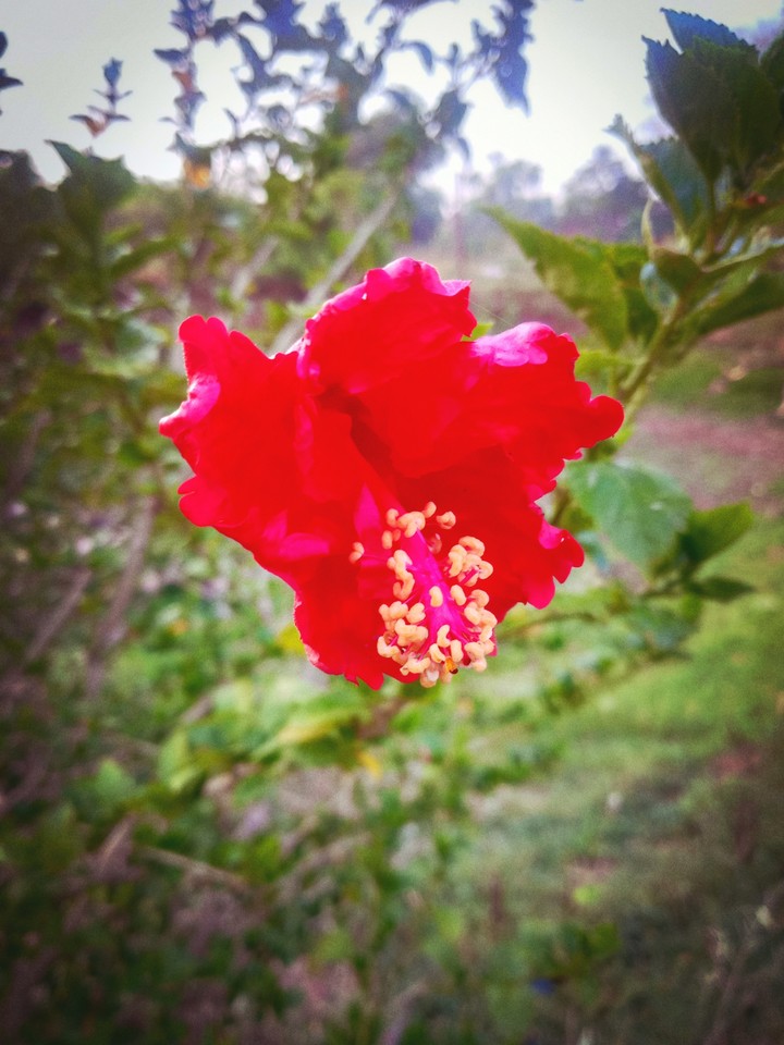 flower