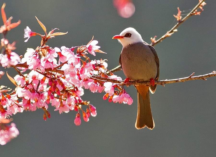 bulbul