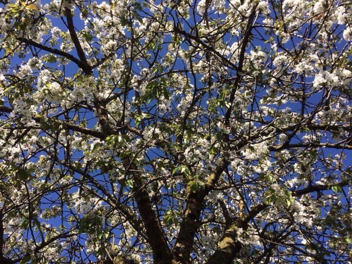 SPRING