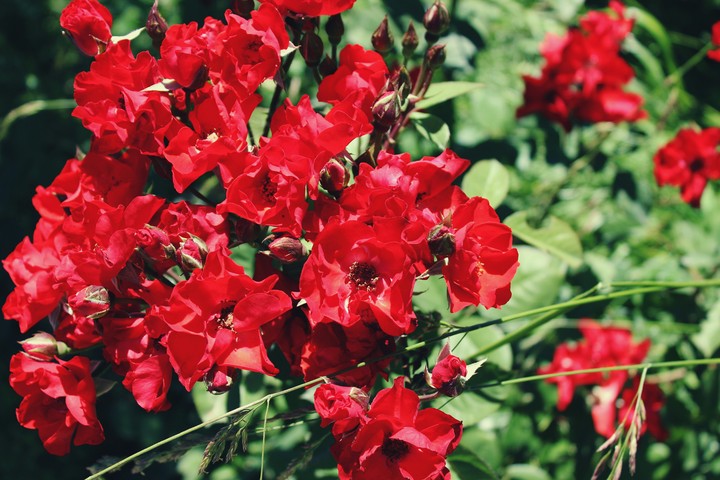 Roses/Розы
