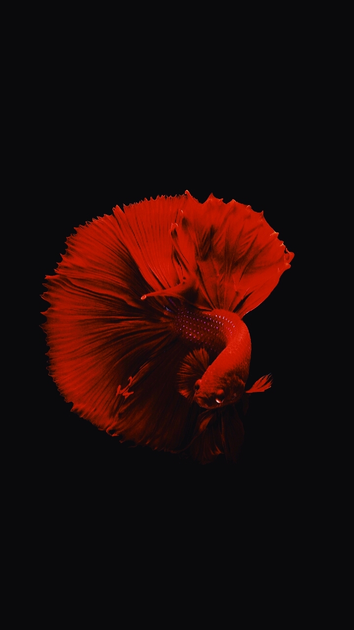 fighting. fish