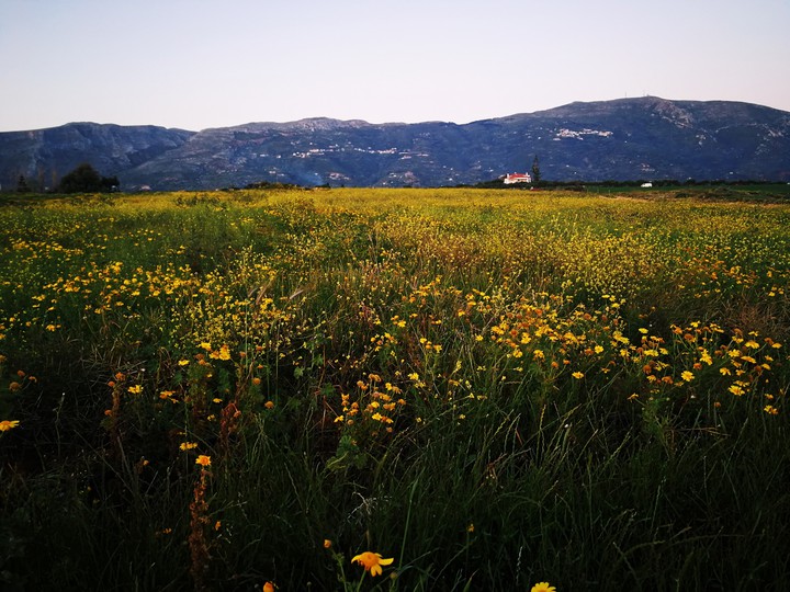 Yellow flowers?