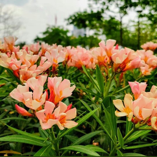 oleander