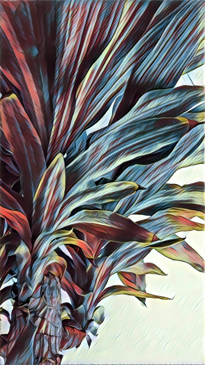 palmera