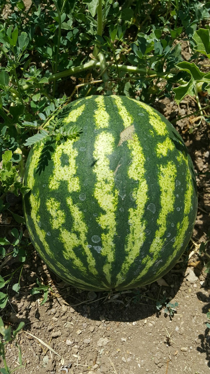 Watermelon