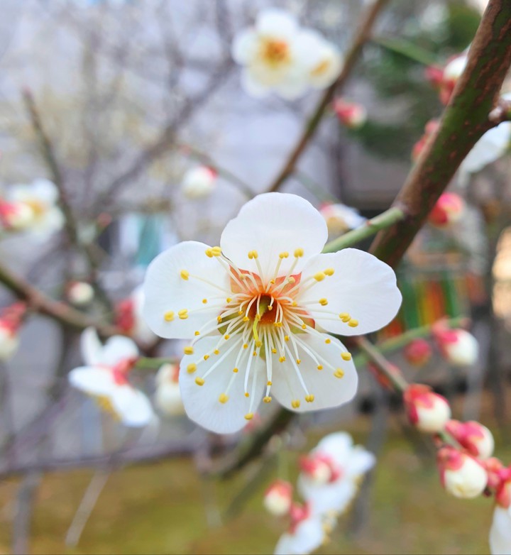 cherry blossoms