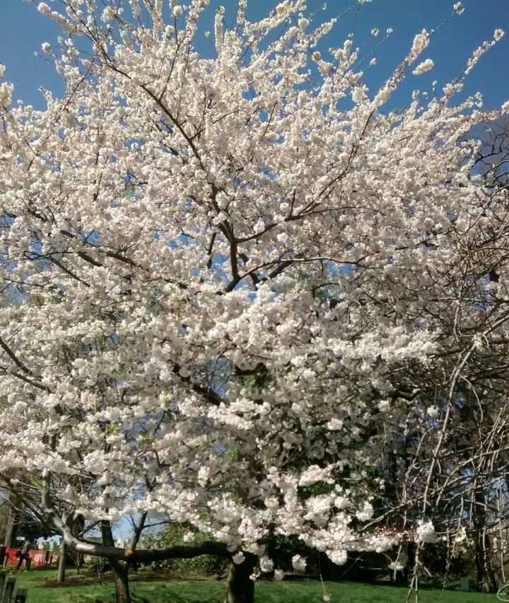 tree blossom