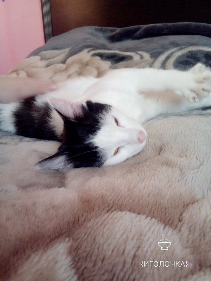Котяо
