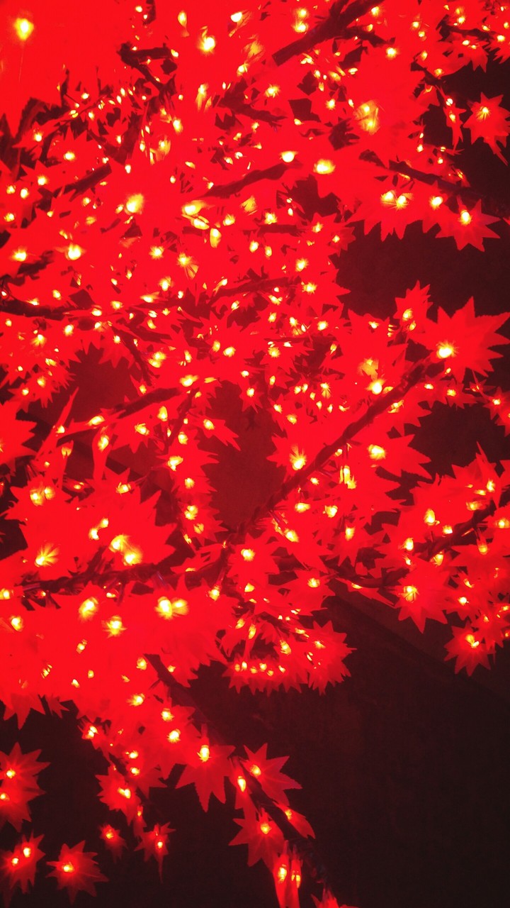 maple