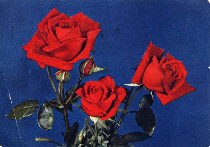 roses are red...