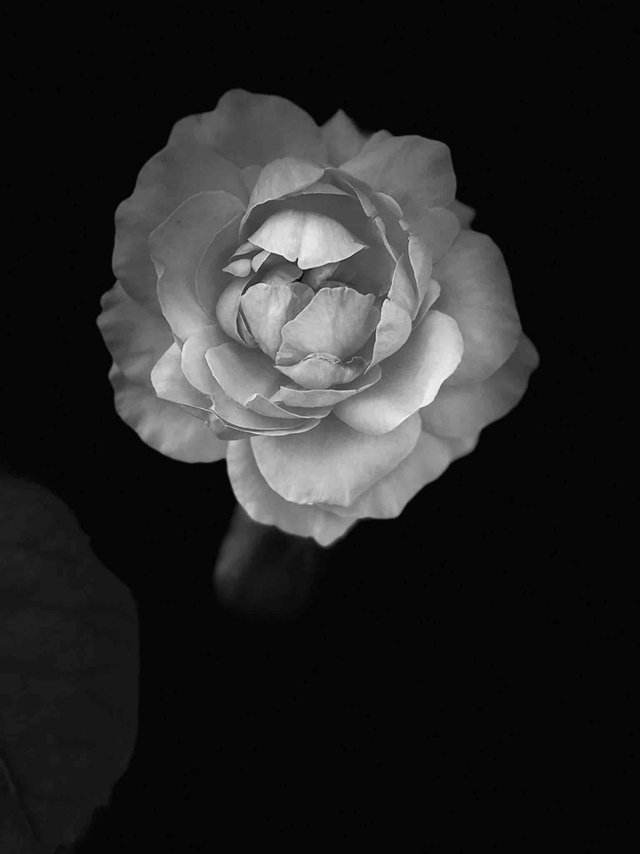Amoled wallpaper (Black flower)