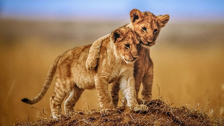 cute animals