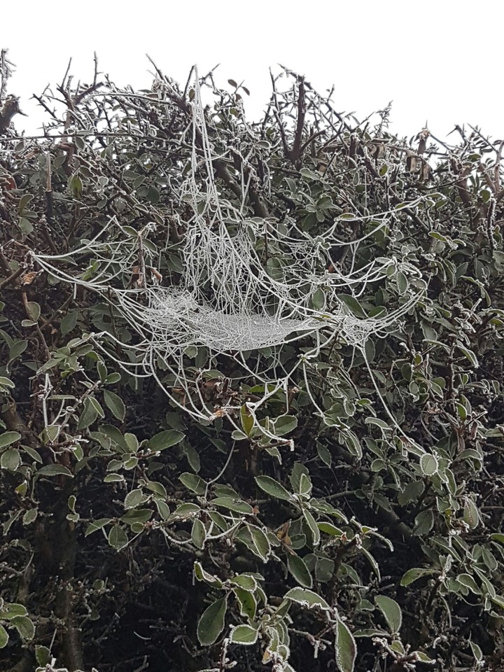 spider