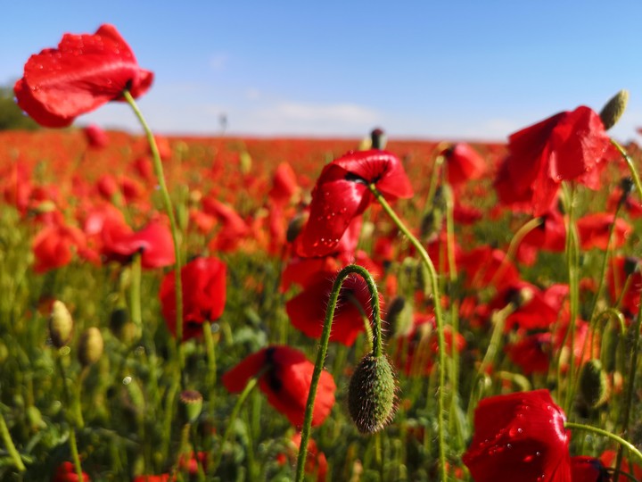 Poppy field