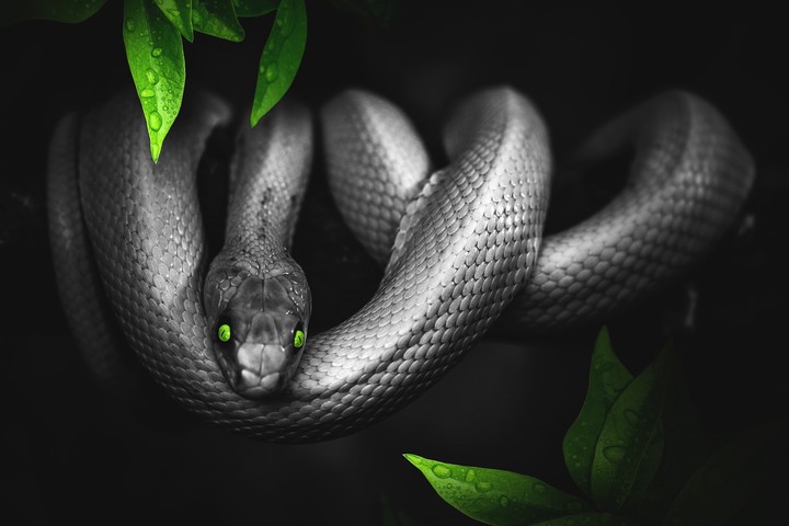검은뱀