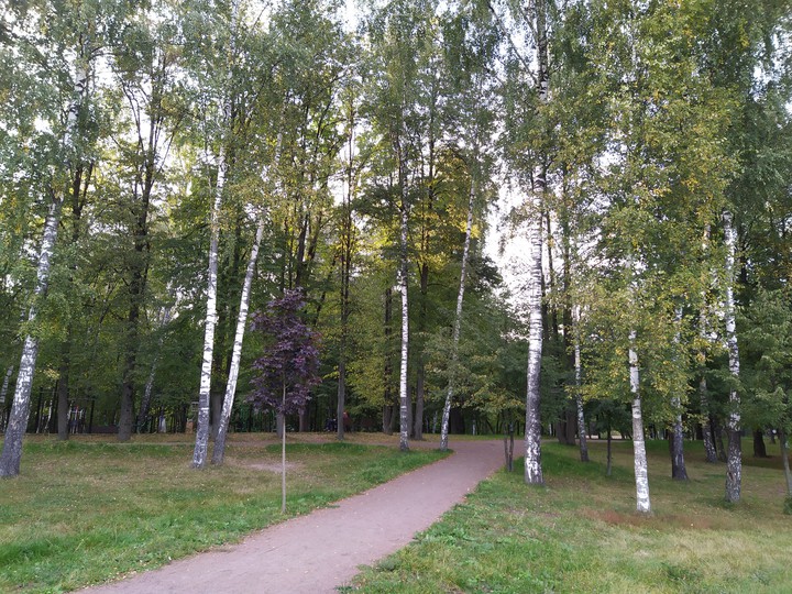 русские березки