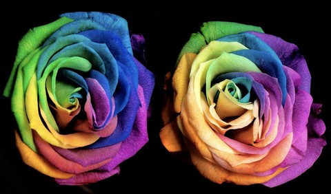 purple, rose duvar kağıtları