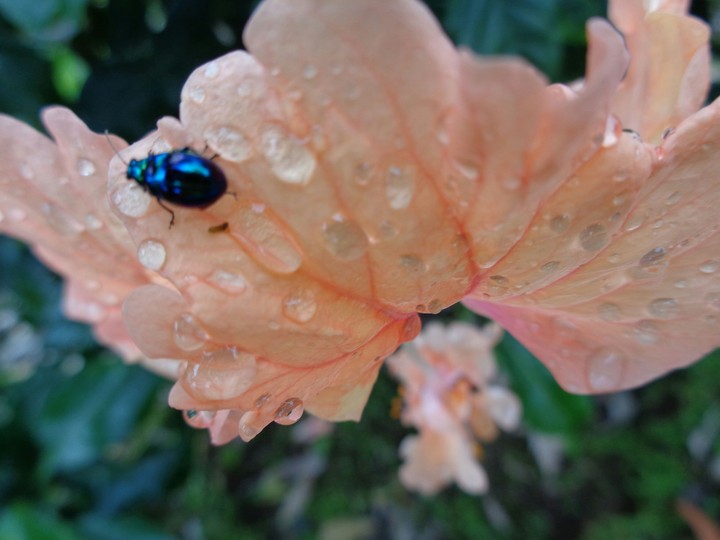 Bug found