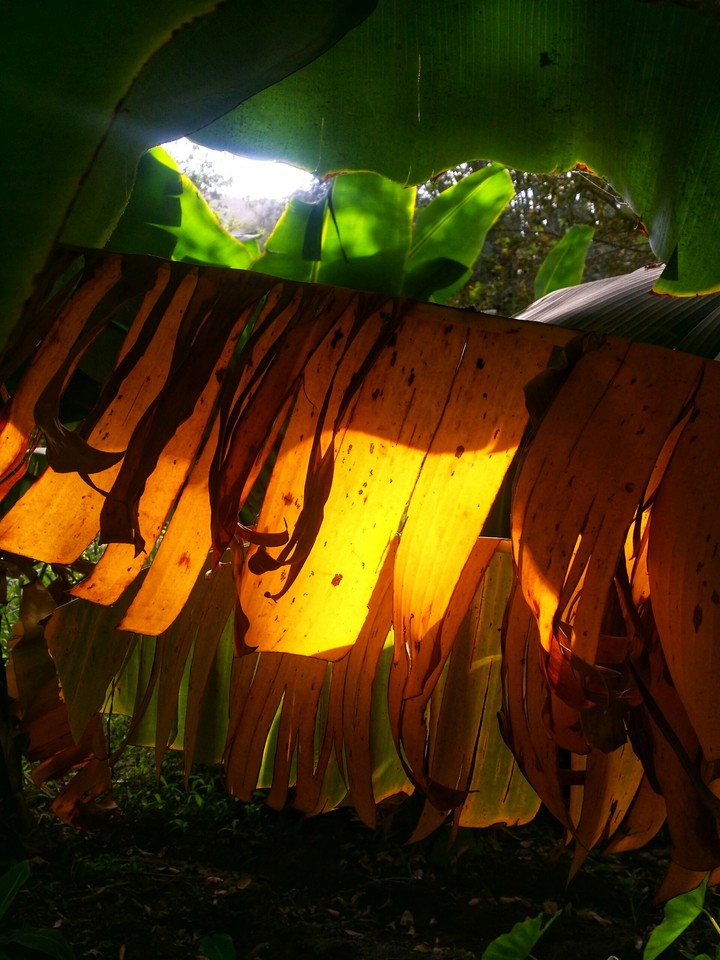 leaf..