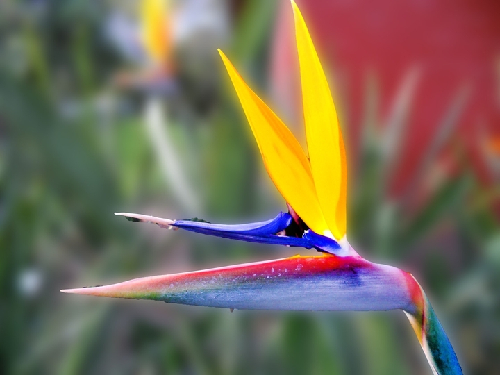 paraiso