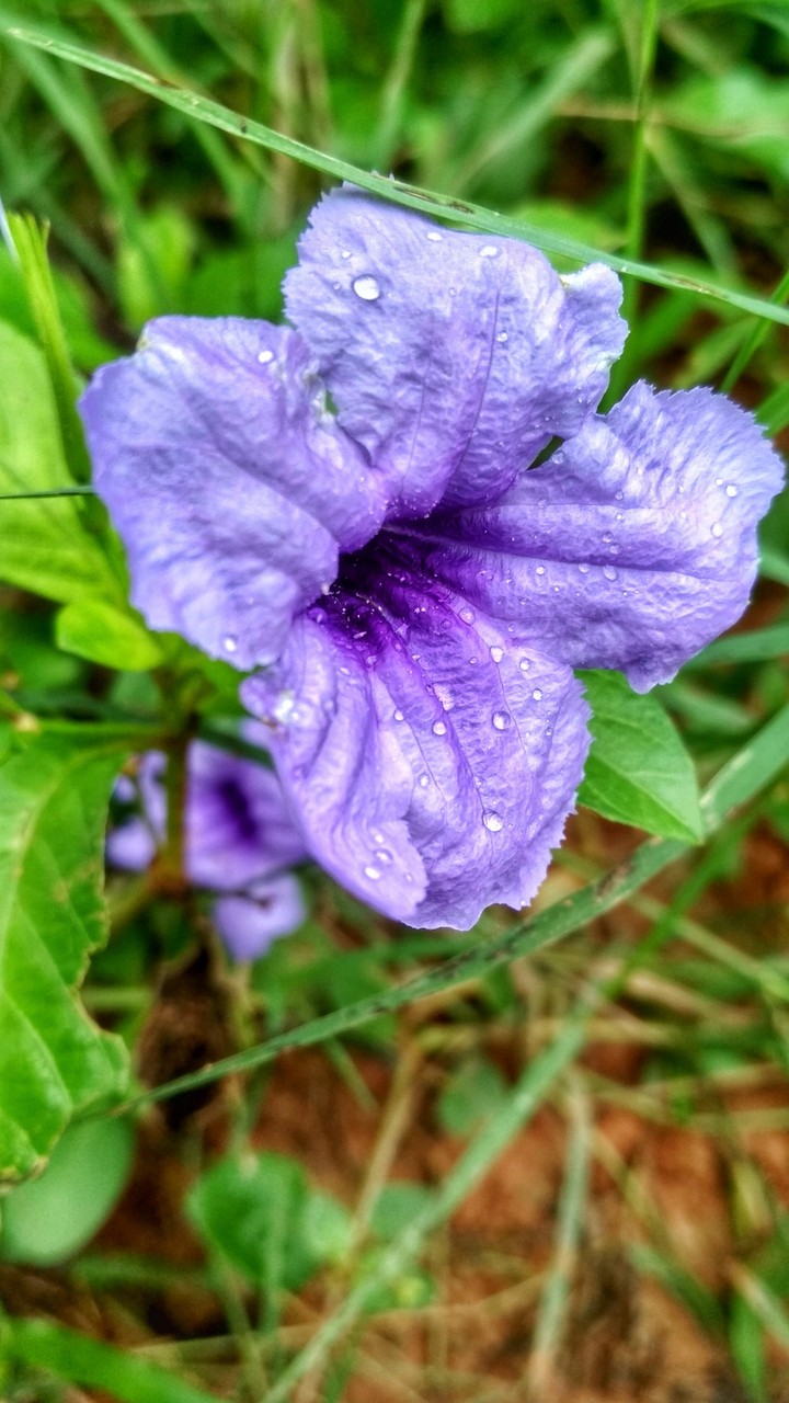 Lavender flower