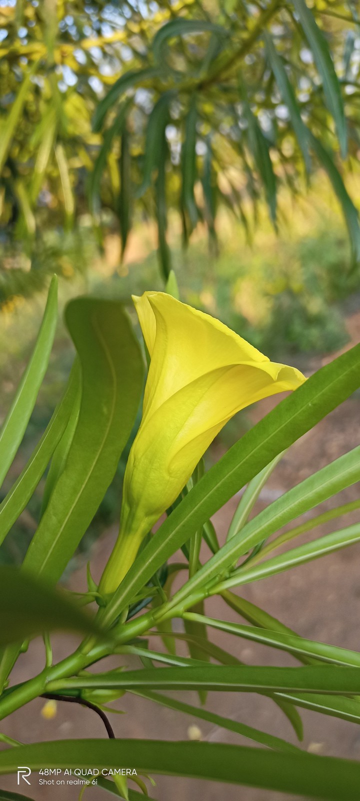 #flower