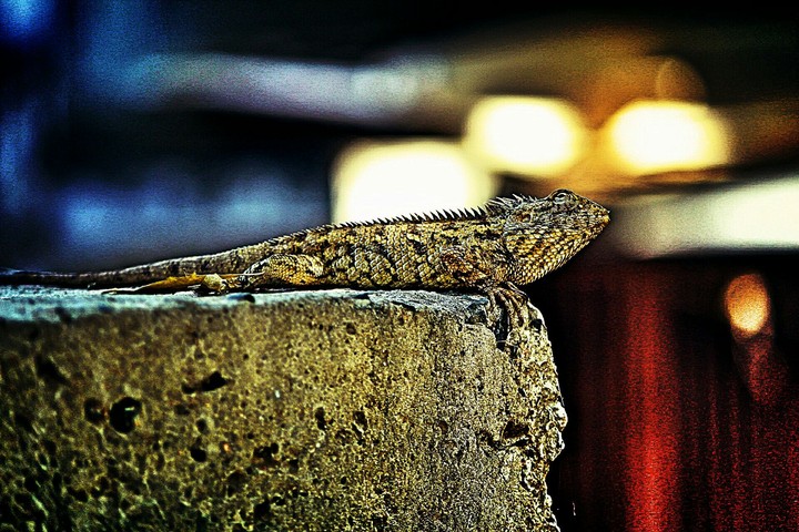 chameleon on roof