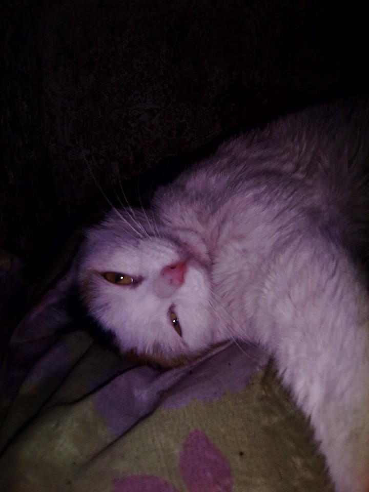 котик делает селфи