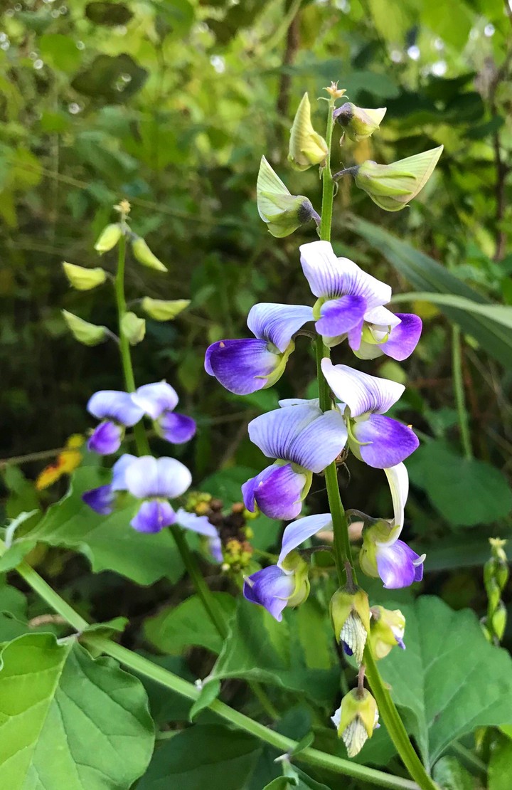 Lavendar