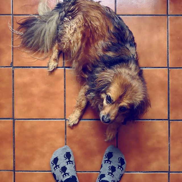Who love dogs?