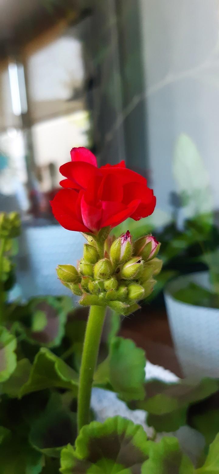 pelargonia