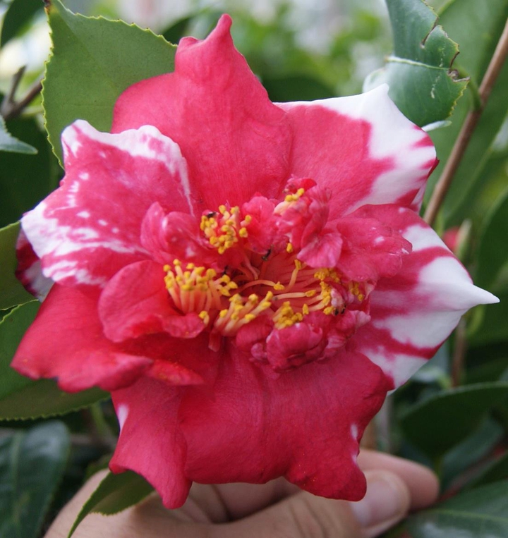 flower