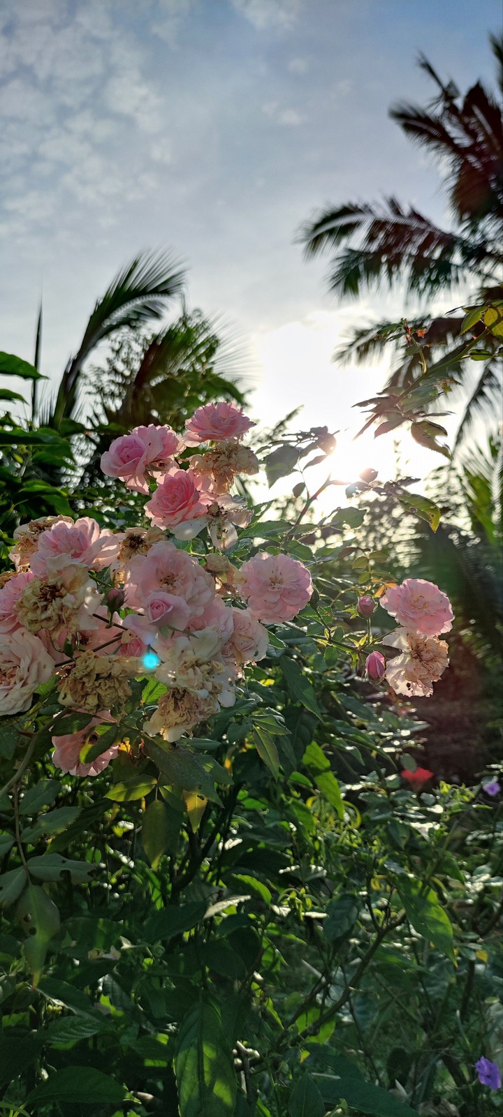 good morning sunshine