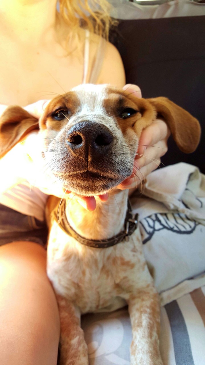 Dog