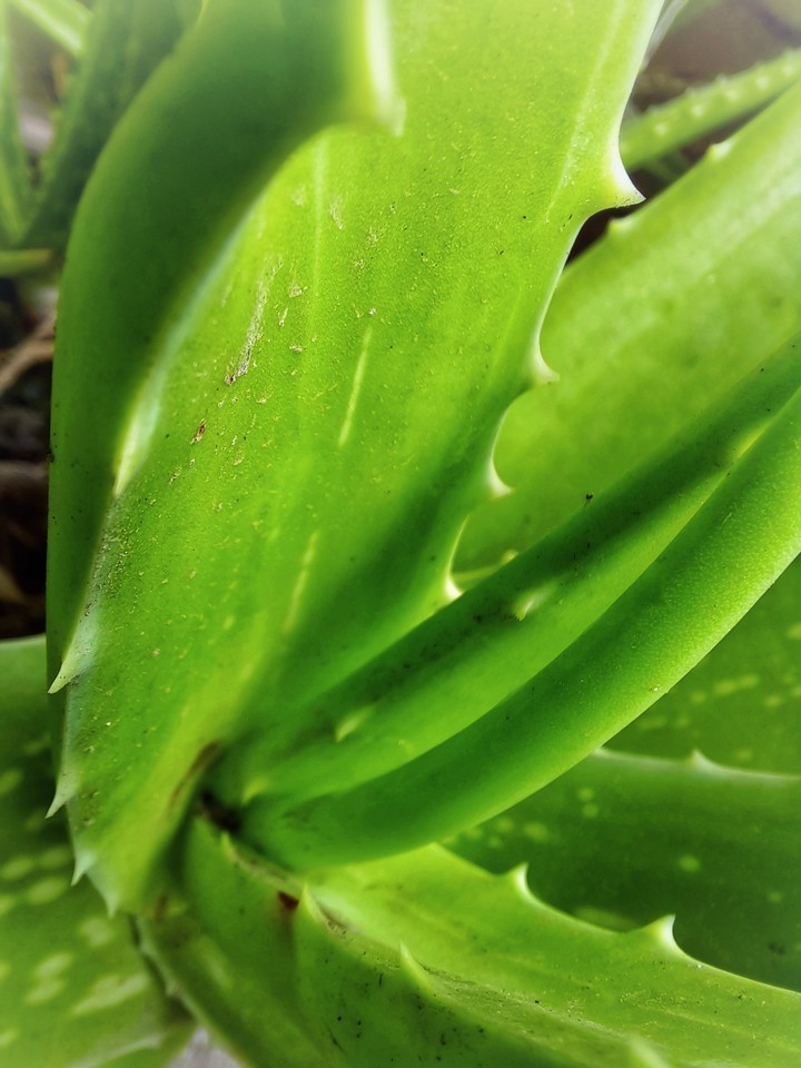 Aloevera