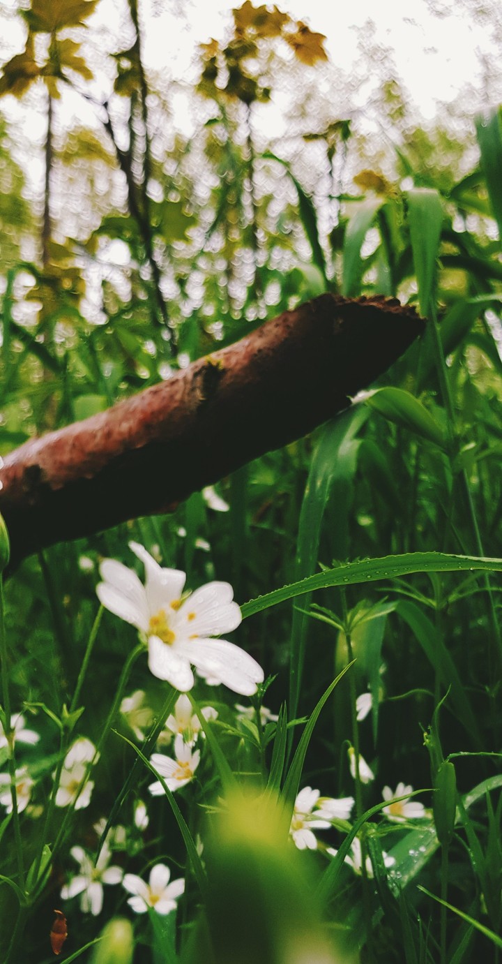 forest flower nature Wald